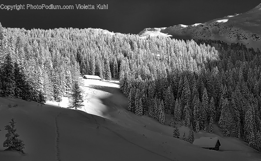 Outdoors, Snow, Sand, Soil, Conifer