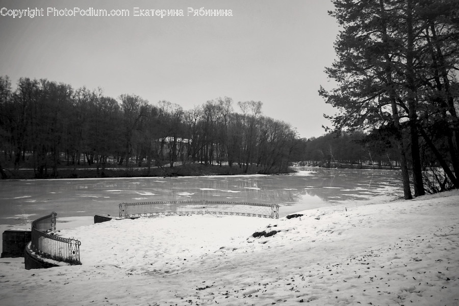 Outdoors, Snow, Flora, Forest, Grove