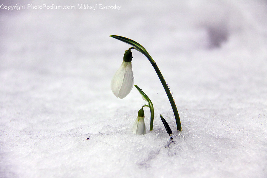 Blossom, Crocus, Flora, Flower, Plant