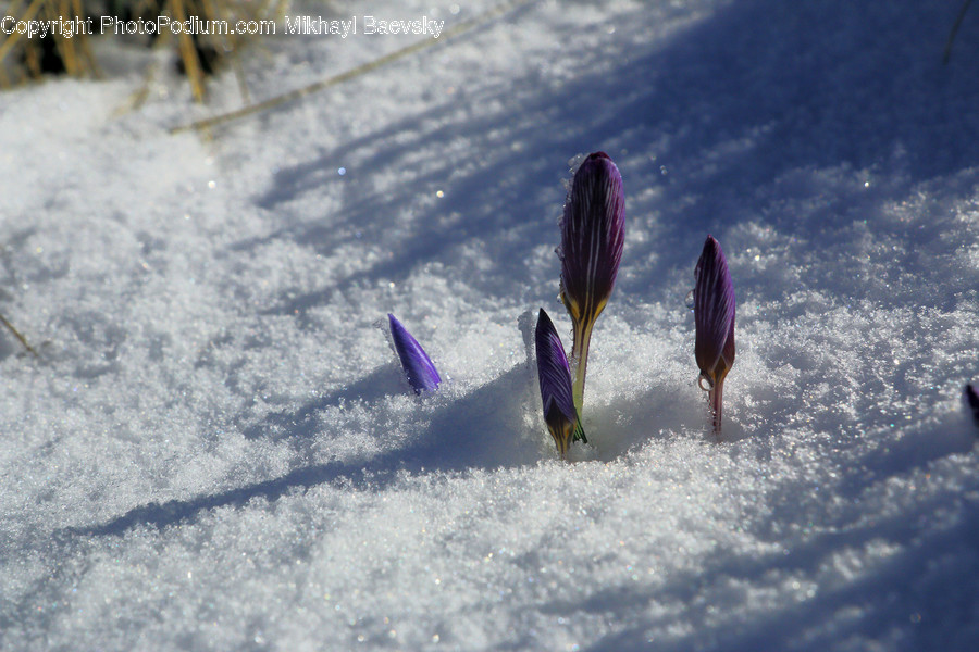 Blossom, Crocus, Flora, Flower, Plant