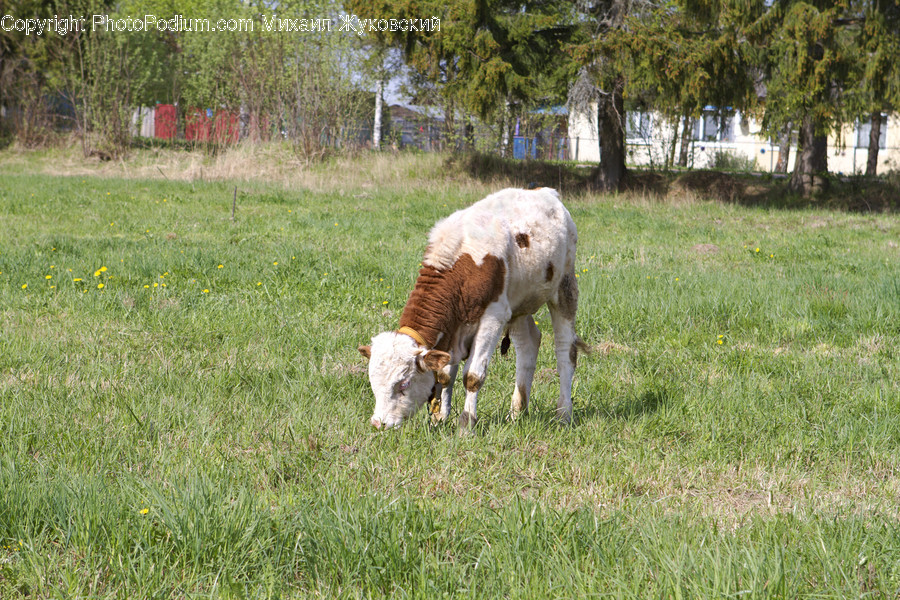 Countryside, Farm, Field, Grassland, Meadow