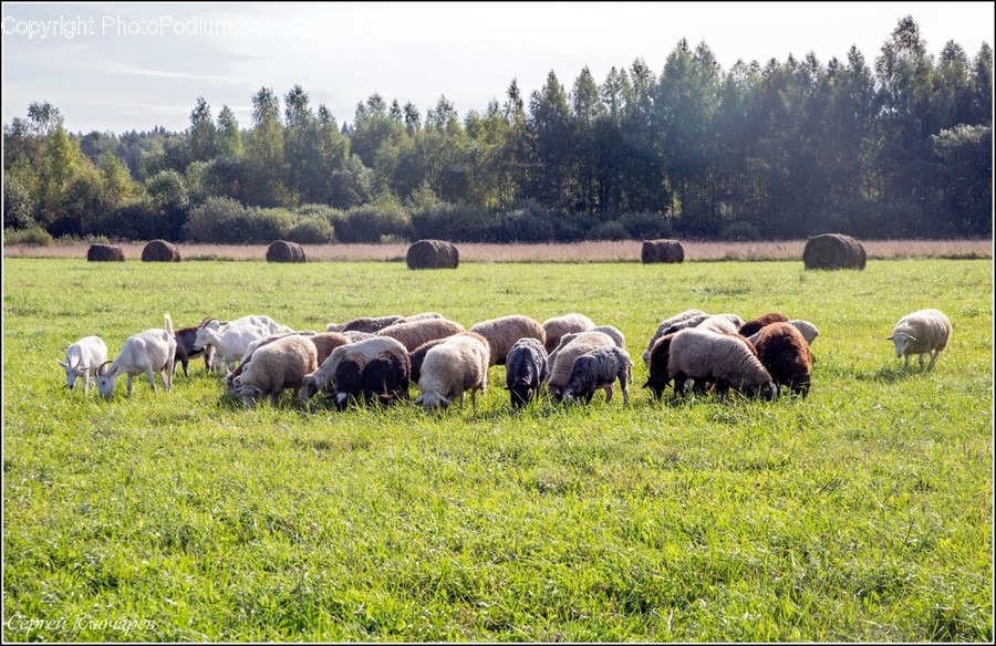Countryside, Farm, Field, Grassland, Meadow