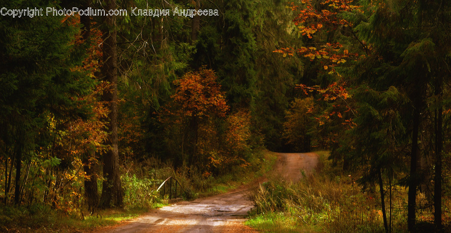 Dirt Road, Gravel, Road, Flora, Forest