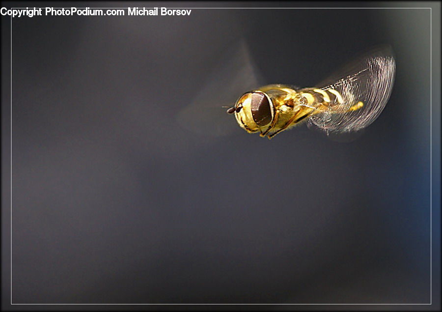 Bee, Bumblebee, Honey Bee, Insect, Invertebrate