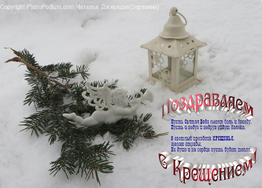 Ornament, Conifer, Flora, Plant, Tree