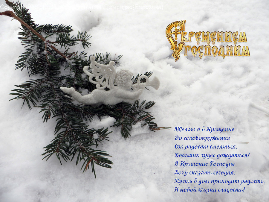 Outdoors, Snow, Logo, Trademark, Conifer