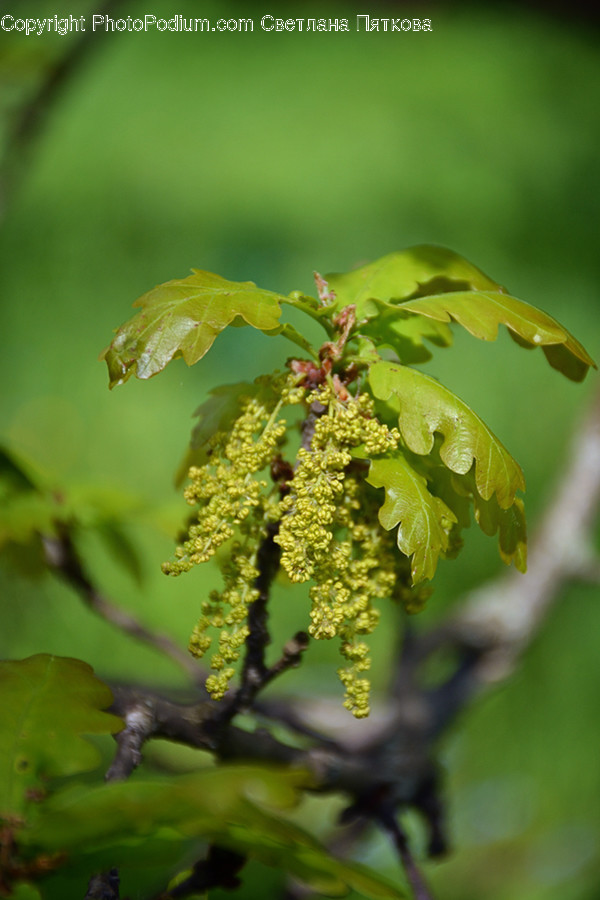 Flora, Plant, Blossom, Flower, Food