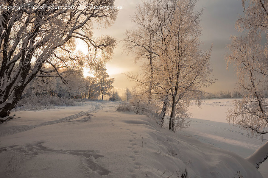 Blizzard, Nature, Outdoors, Snow, Storm