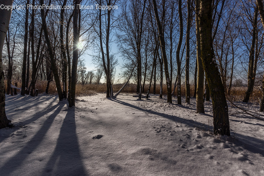 Flora, Forest, Land, Nature, Outdoors