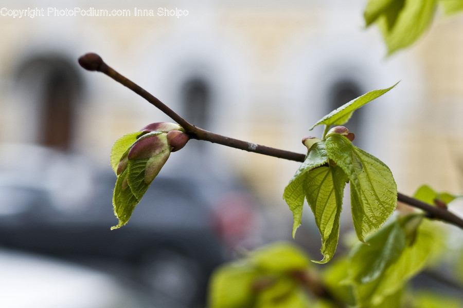 Blossom, Bud, Flora, Flower, Plant