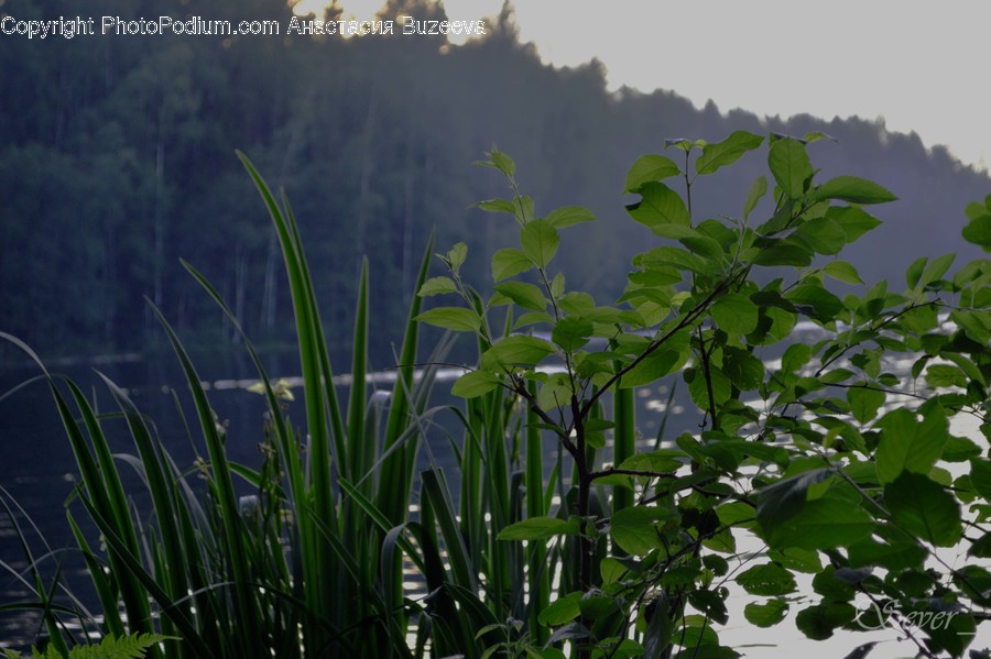 Flora, Grass, Plant, Bush, Vegetation