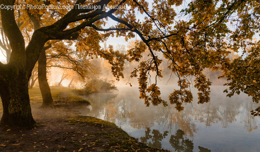 Dawn, Dusk, Nature, Outdoors, Red Sky