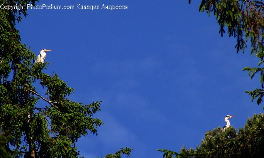 Conifer, Flora, Plant, Tree, Vegetation