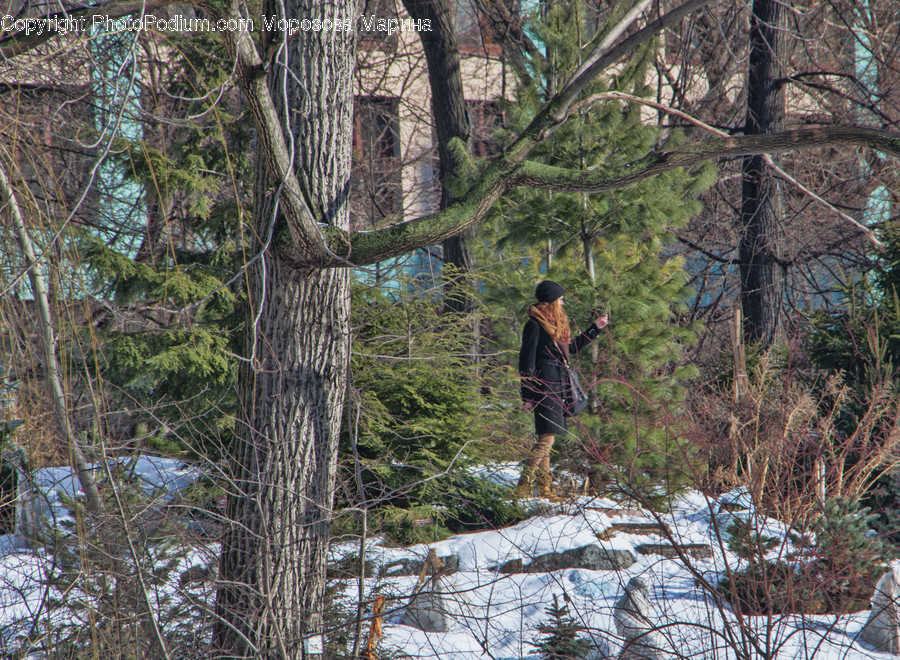 Hiking, Leisure Activities, Outdoors, Conifer, Flora