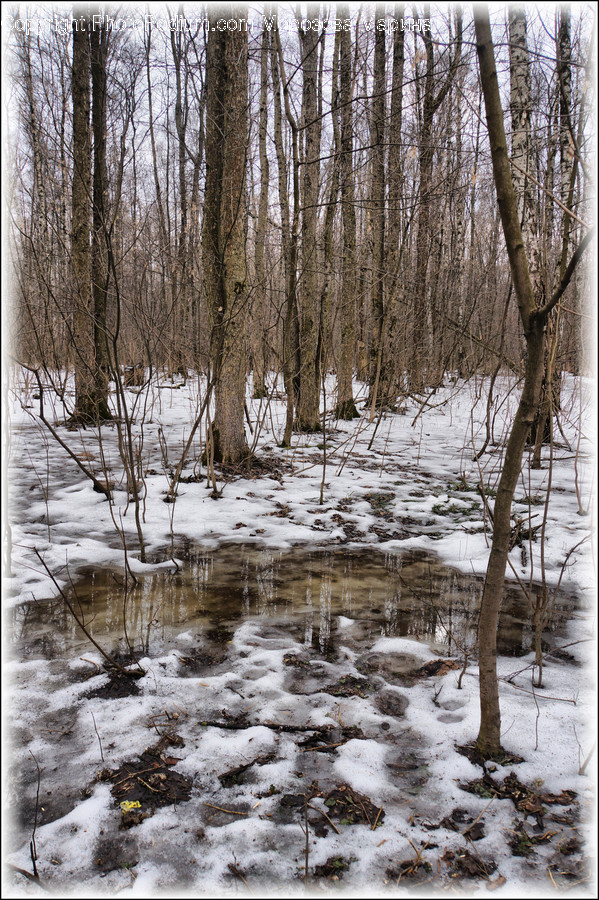 Flora, Forest, Land, Nature, Outdoors