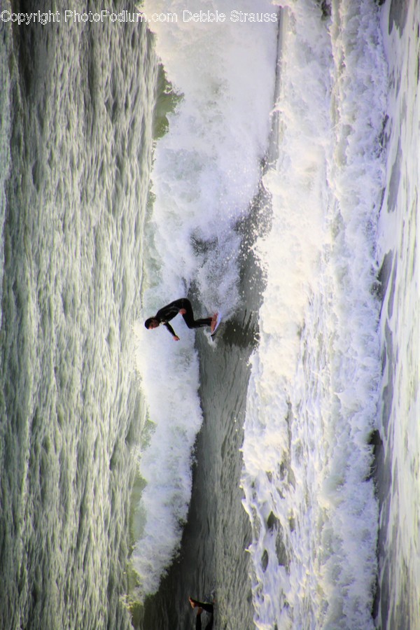 Animal, Bird, Booby, Adventure, Climbing