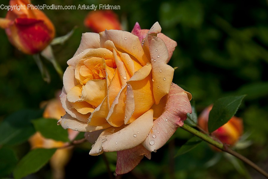 Blossom, Flora, Flower, Plant, Rose