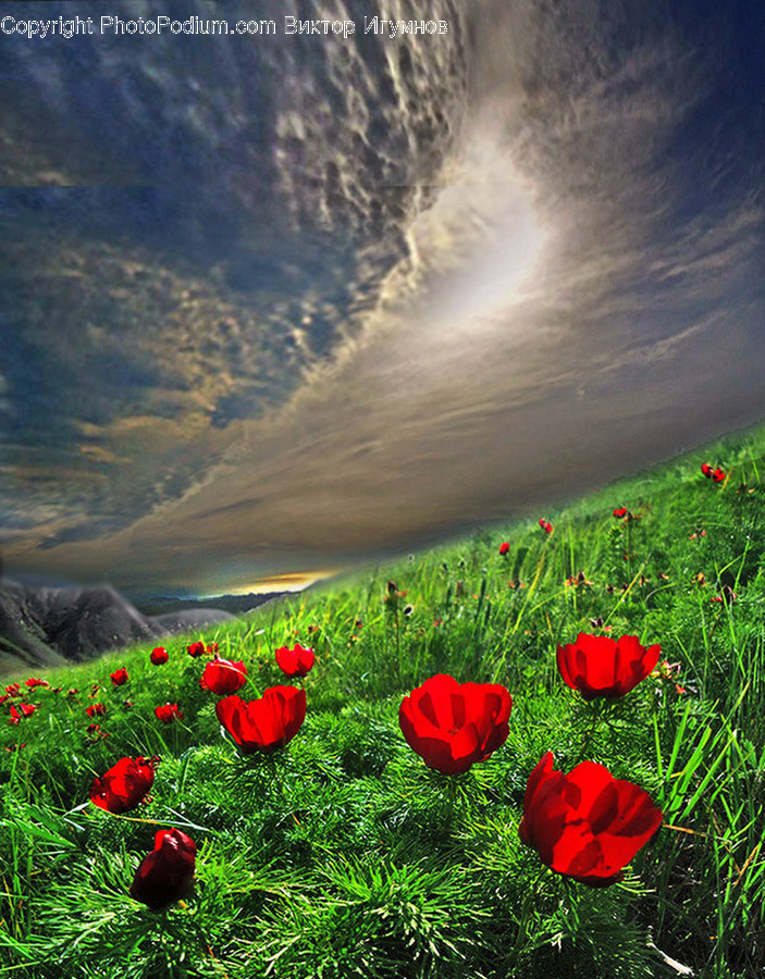 Blossom, Flora, Flower, Plant, Poppy