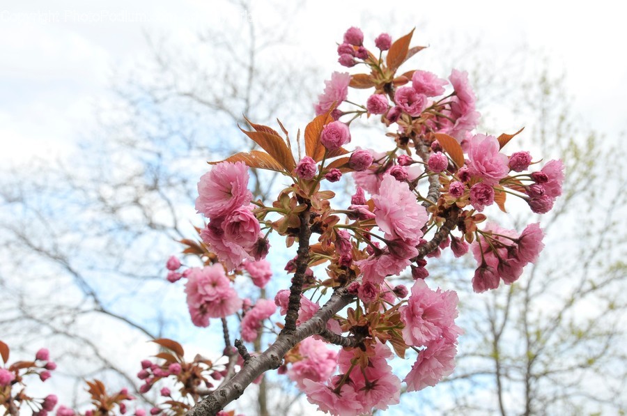Blossom, Flora, Flower, Plant, Cherry Blossom
