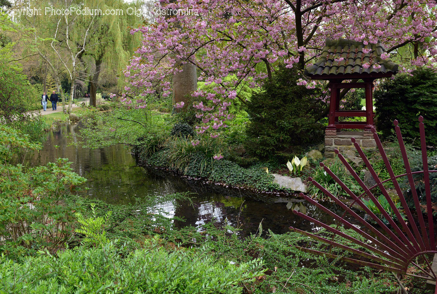 Outdoors, Pond, Water, Flora, Ivy