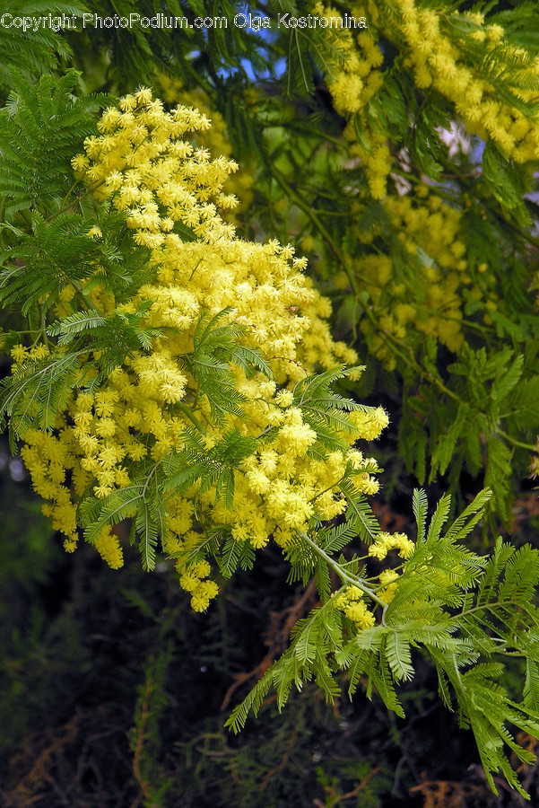 Blossom, Flora, Flower, Mimosa, Plant