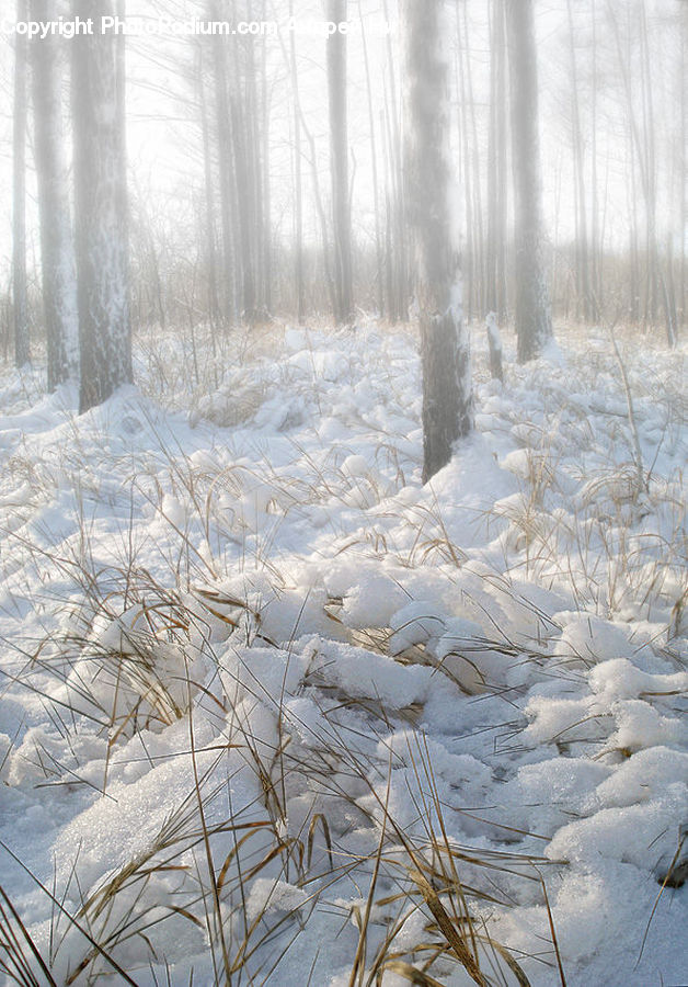 Field, Grass, Grassland, Plant, Forest, Vegetation, Landscape