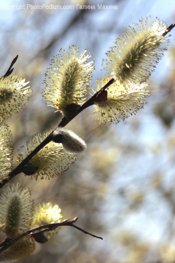 Blossom, Flora, Flower, Mimosa, Plant