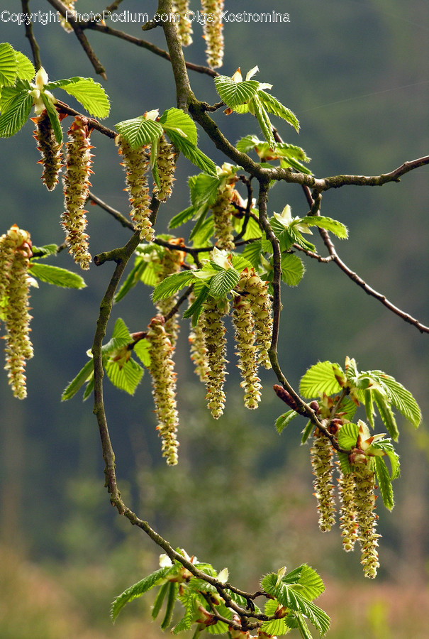 Conifer, Flora, Plant, Tree, Larch