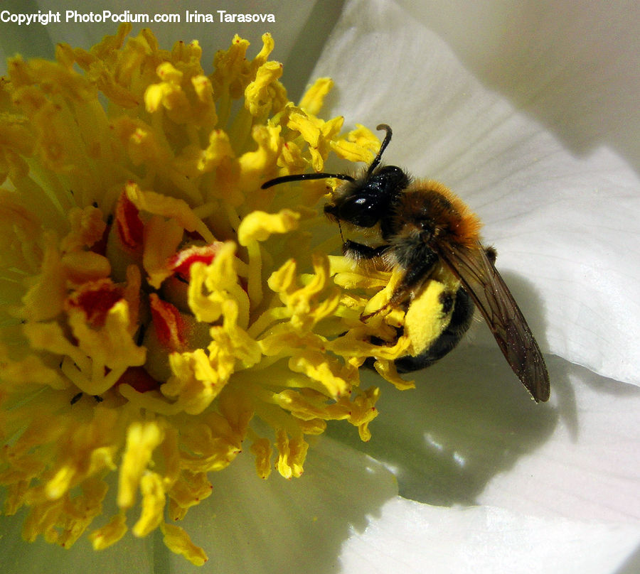 Bee, Insect, Invertebrate, Andrena, Apidae, Bumblebee, Honey Bee