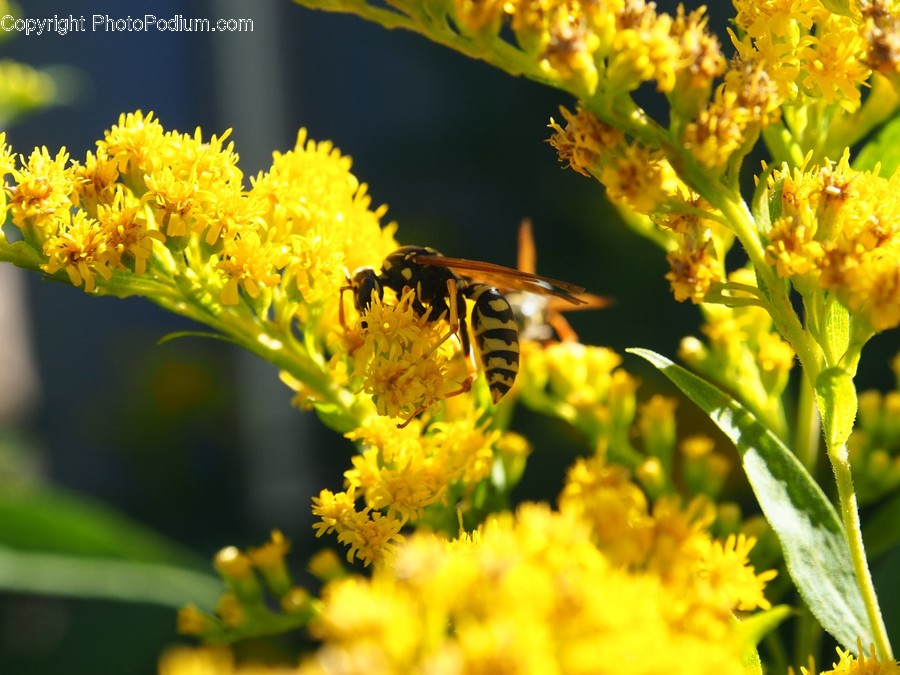 Animal, Bee, Insect, Invertebrate, Andrena