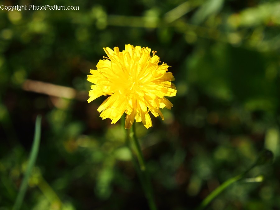 Blossom, Dandelion, Flora, Flower, Plant