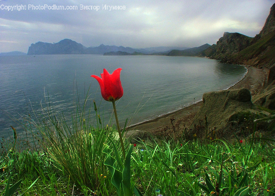 Blossom, Flora, Flower, Plant, Poppy