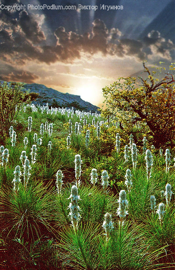 Bush, Flora, Plant, Vegetation, Conifer