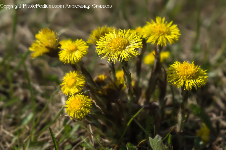 Blossom, Dandelion, Flora, Flower, Plant