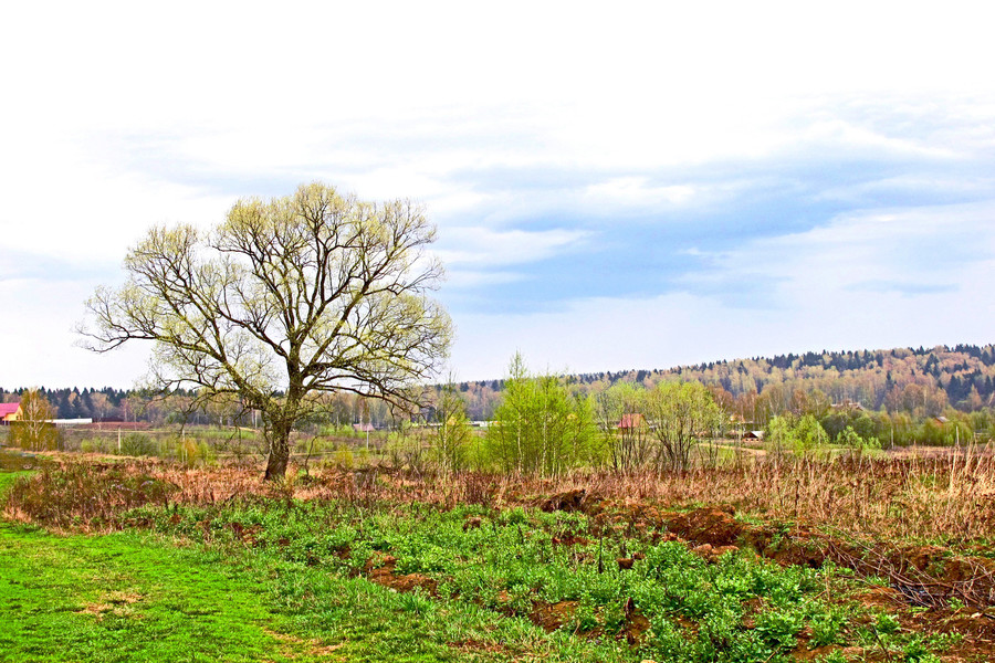 Countryside, Nature, Outdoors, Flora, Plant