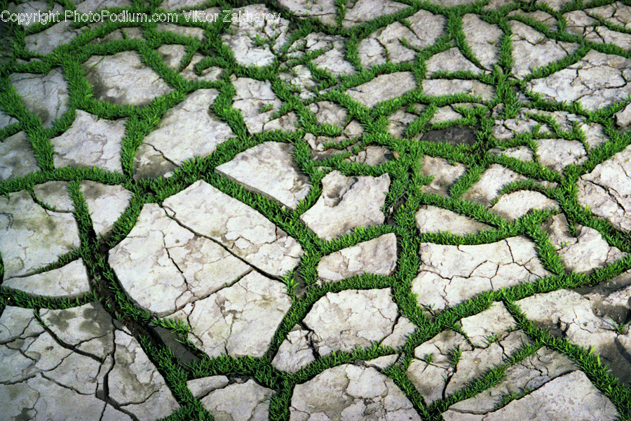 Fern, Flora, Plant, Moss, Soil