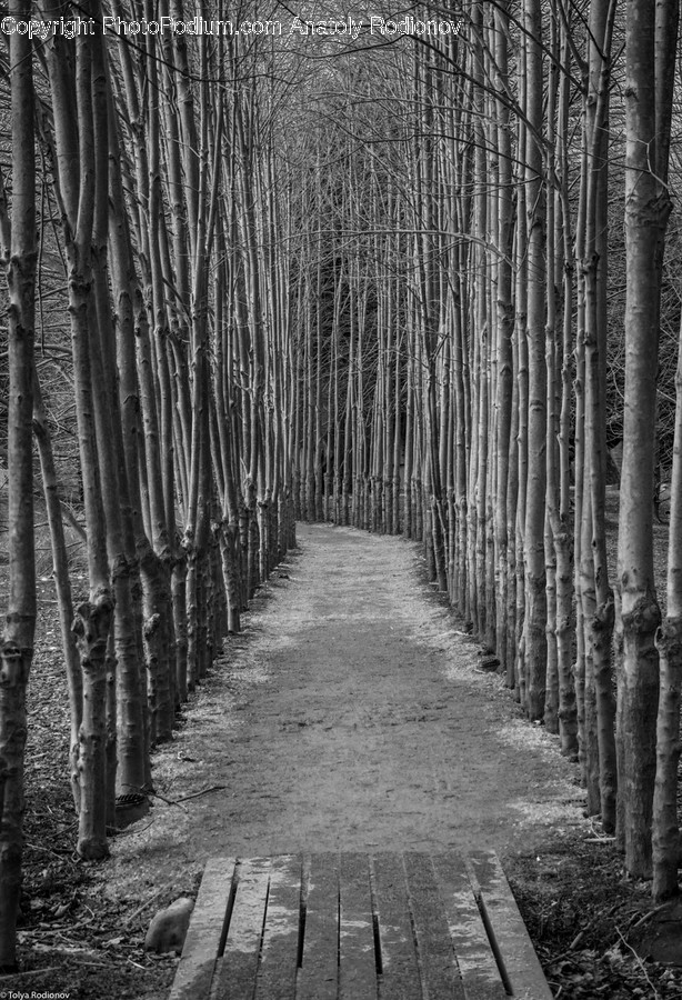 Birch, Flora, Plant, Tree, Path
