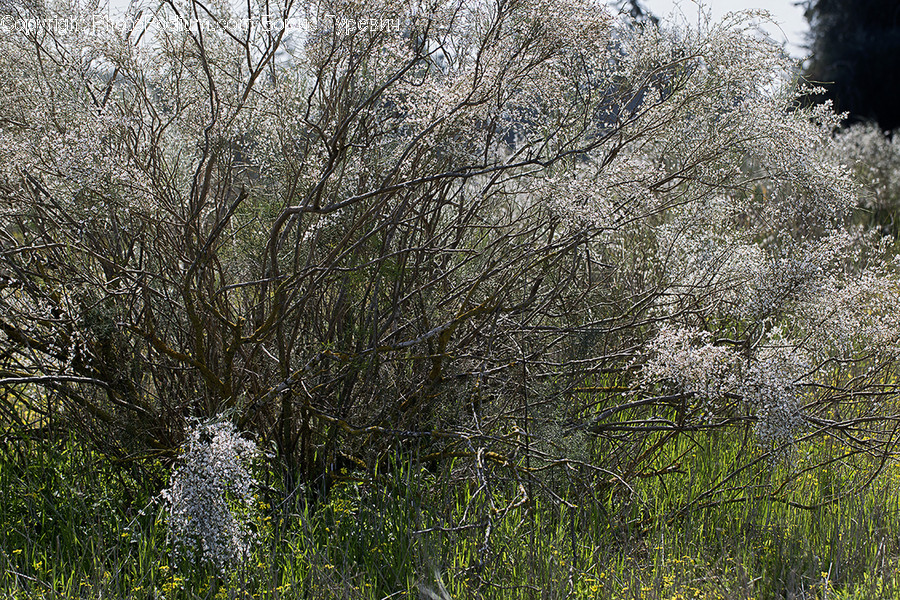 Flora, Grass, Plant, Tree, Willow
