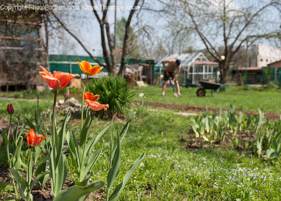 Blossom, Flora, Flower, Plant, Tulip
