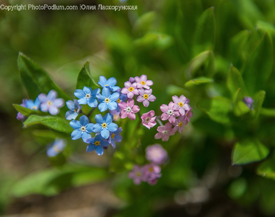 Blossom, Flora, Flower, Geranium, Plant