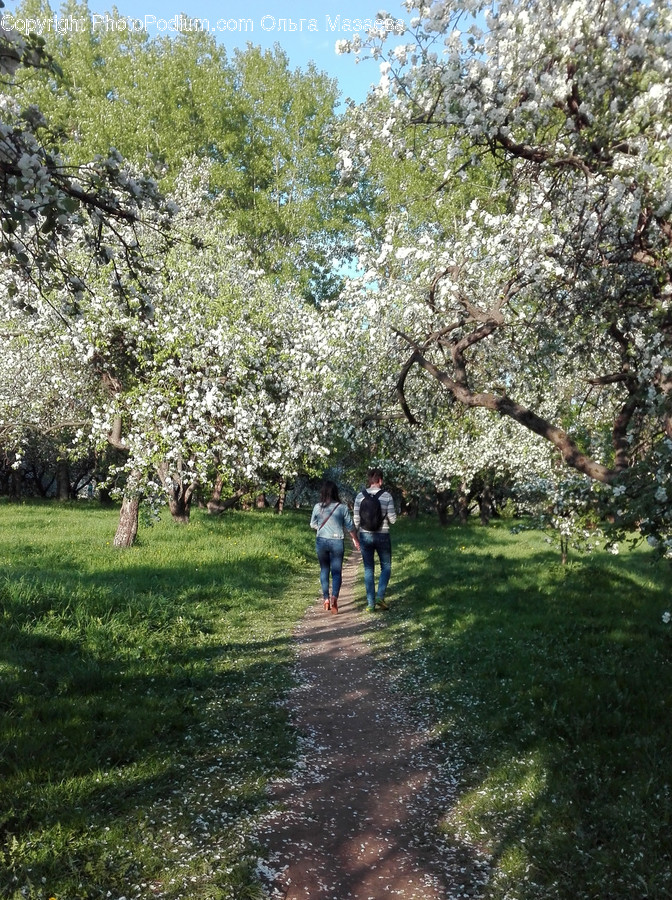 Human, People, Person, Blossom, Cherry Blossom