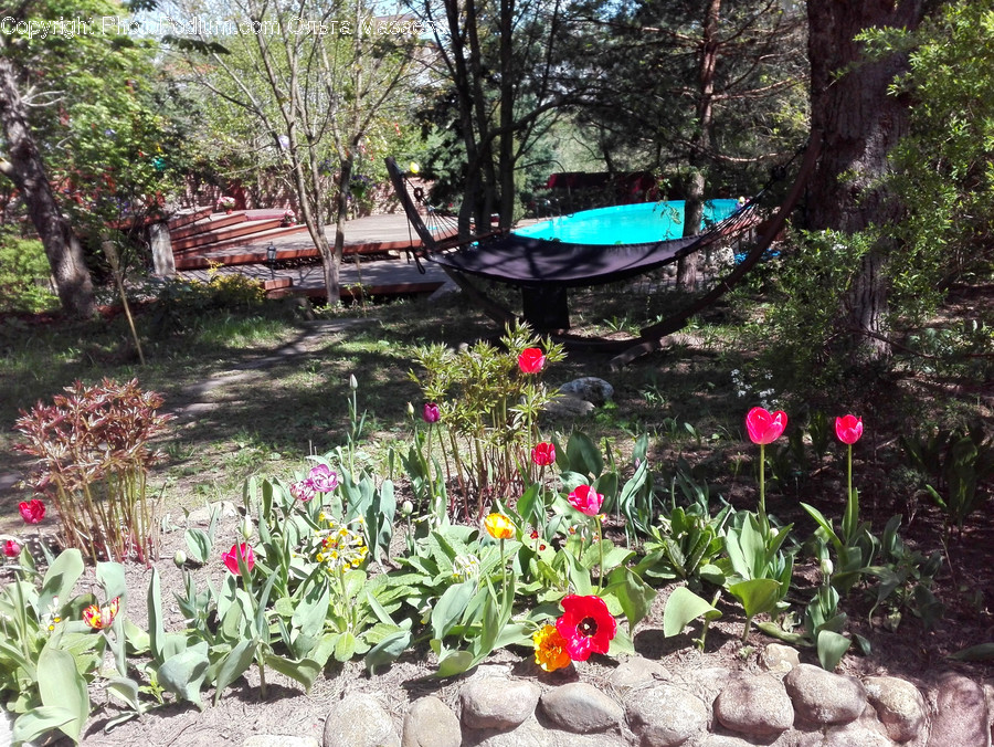 Blossom, Flora, Flower, Plant, Tulip