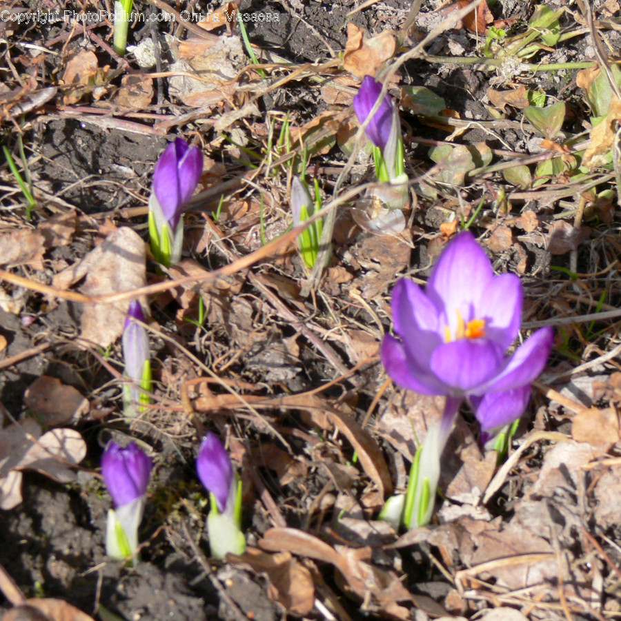 Blossom, Crocus, Flora, Flower, Plant