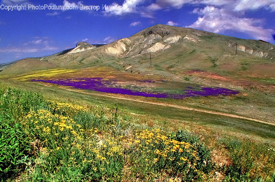 Field, Grassland, Outdoors, Bush, Flora