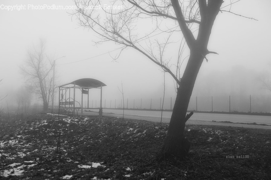 Fog, Nature, Weather, Flora, Plant