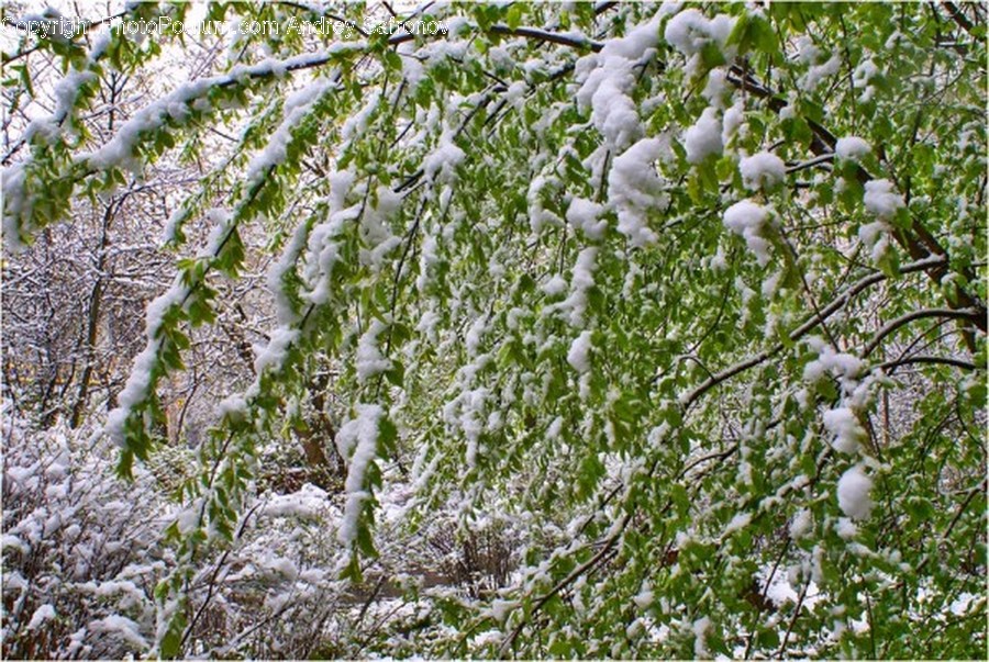 Cotton, Flora, Plant, Blossom, Flower