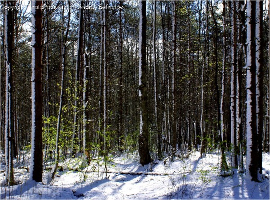 Flora, Forest, Land, Nature, Outdoors