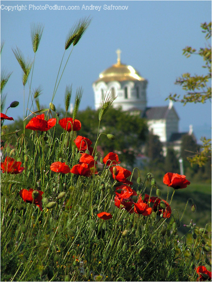 Blossom, Flora, Flower, Plant, Poppy
