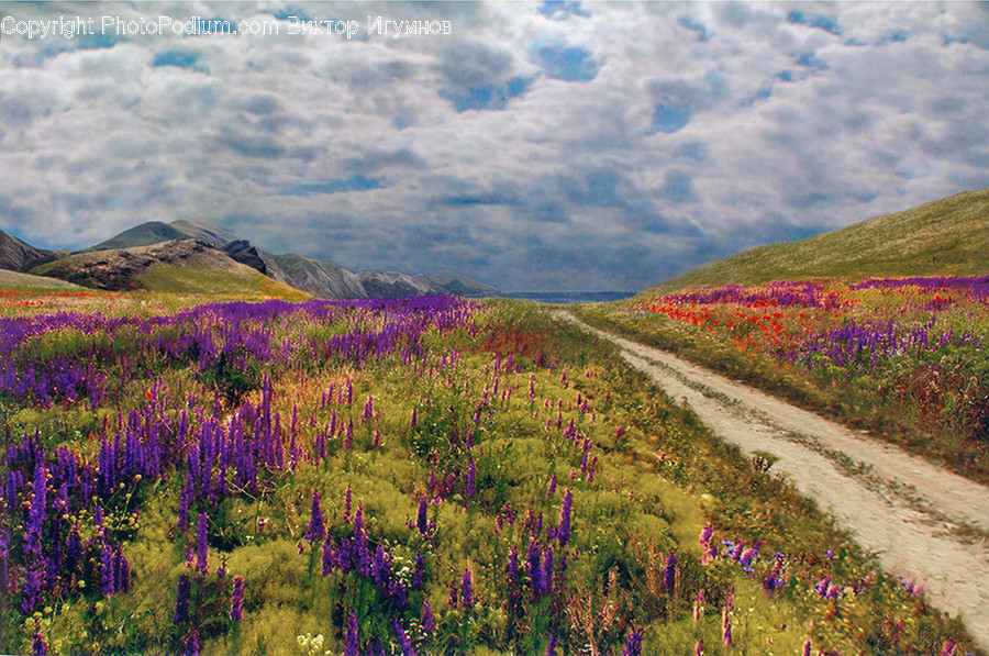 Blossom, Flora, Flower, Lupin, Plant