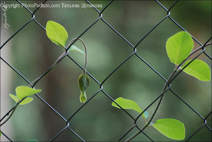 Flora, Leaf, Plant, Grass